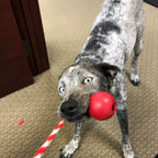 USA-K9 Cherry Bomb Rubber Dog Chew Toy | K9 Handler Reward Toy | Blue | USA Made