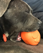Roasted Turkey Dog Chew Toy & Treat Dispenser - USA Made | SodaPup