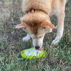 Water Frog eTray - Shallow Slow Feeder Dog Bowl for Enrichment | USA Made