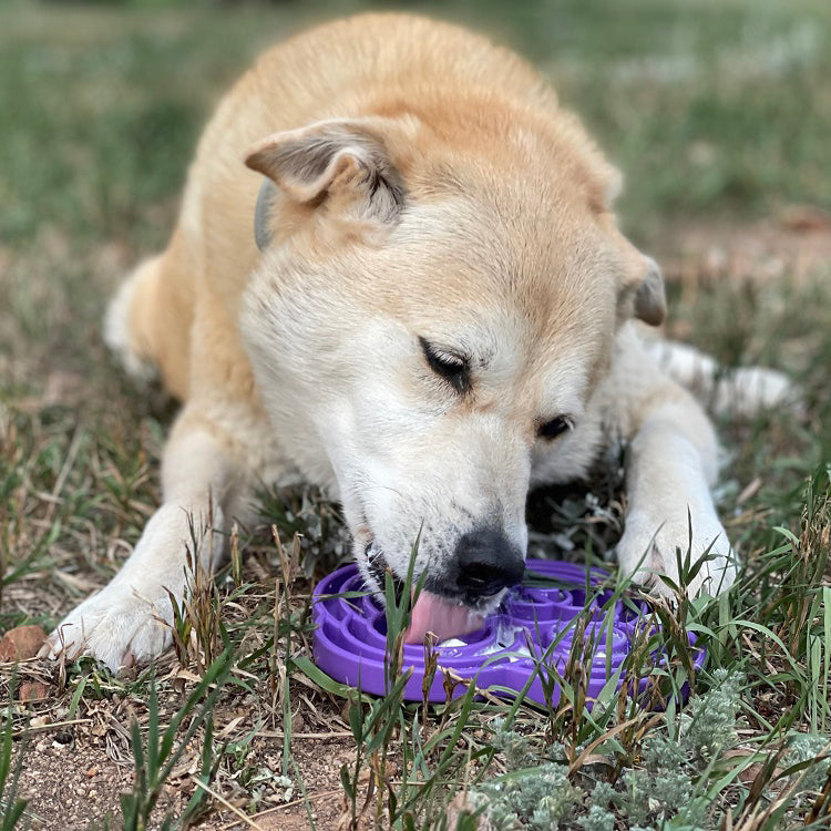 Water Frog eTray - Shallow Slow Feeder Dog Bowl for Enrichment | USA Made
