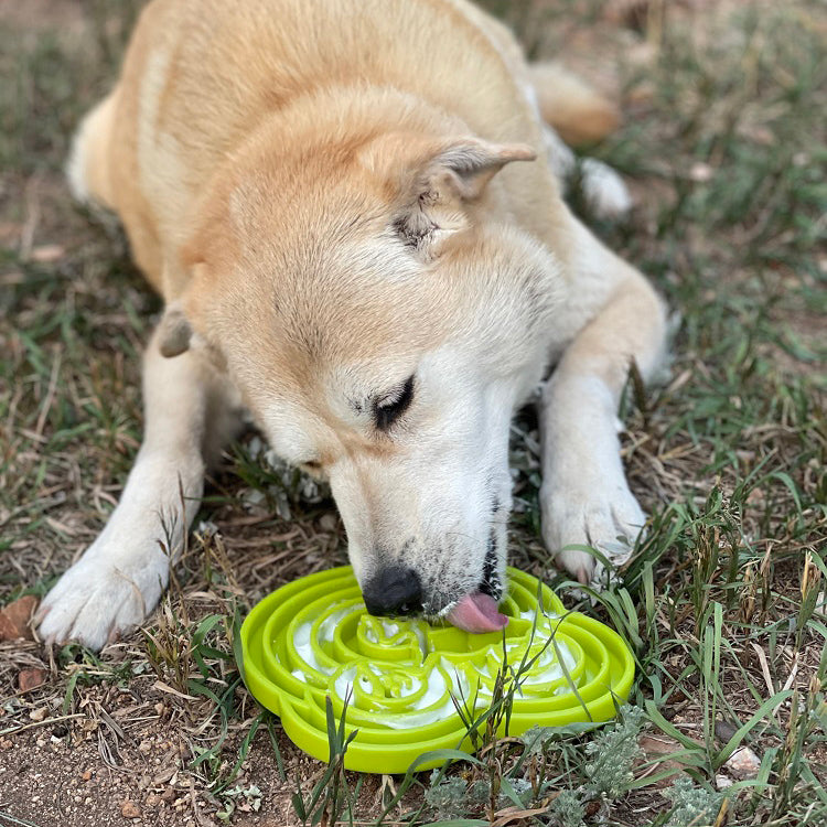 Water Frog eTray - Shallow Slow Feeder Dog Bowl for Enrichment | USA Made