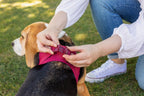 Curli Air Mesh Clasp Black Vest Harness