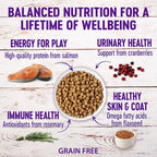 Wellness Complete Health Indoor Healthy Weight Chicken & Turkey Dry Cat Food (5.5lb)