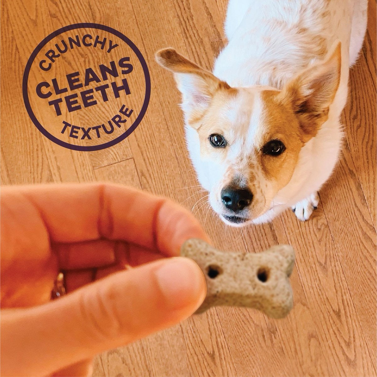 Old Mother Hubbard Just Vegg'N Small Crunchy Dog Treats (3lb) (5oz)