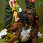 Flaxseed & Mint Cheese Chews for Dogs