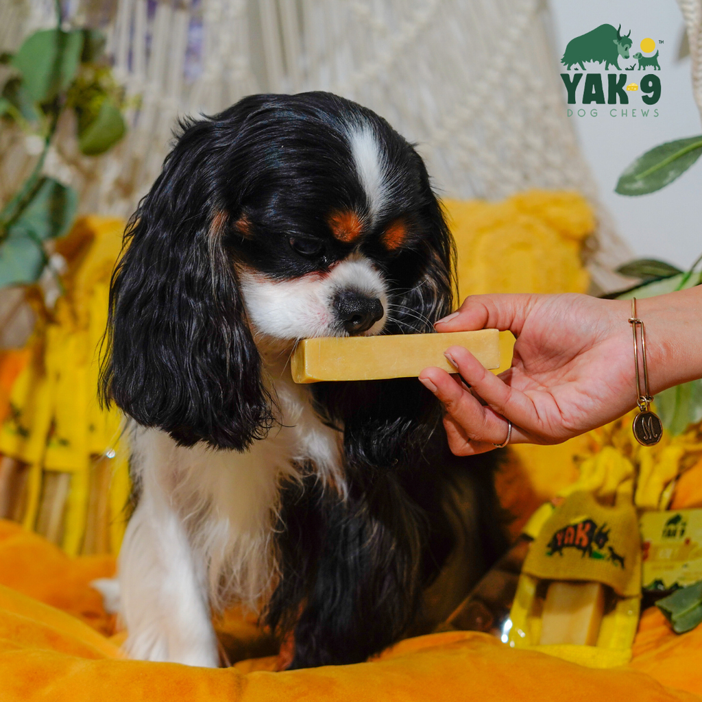 Honey Cheese Chews for Dogs