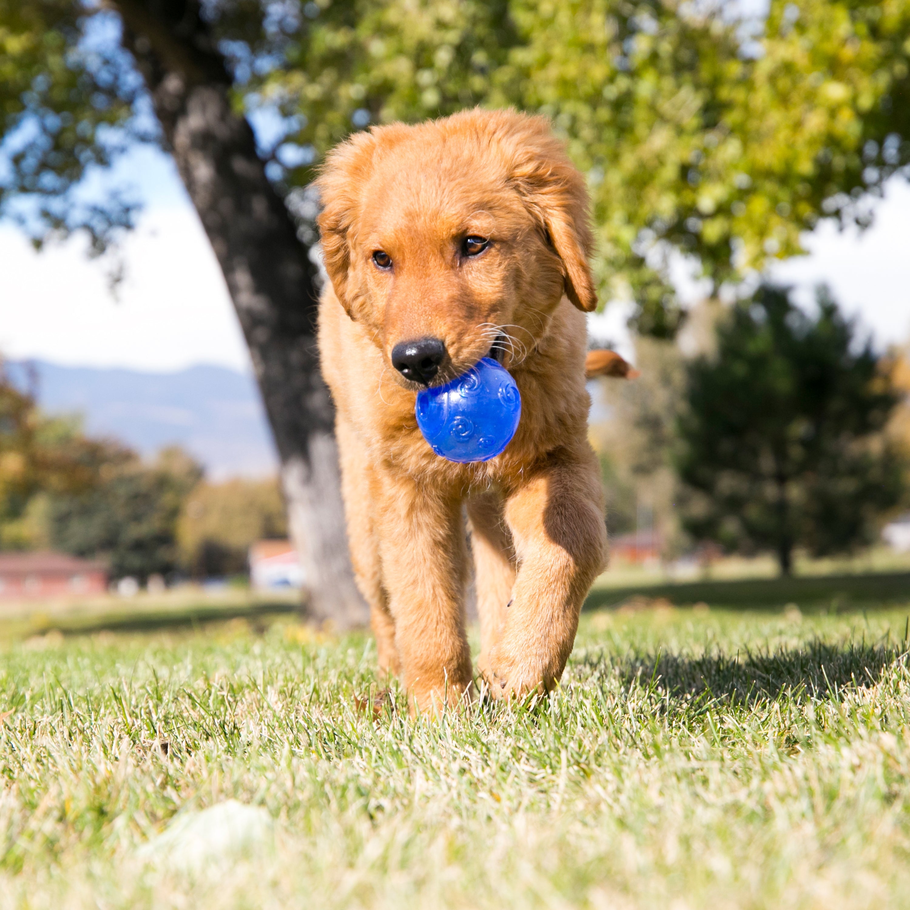 Kong Squeezz Crackle Ball