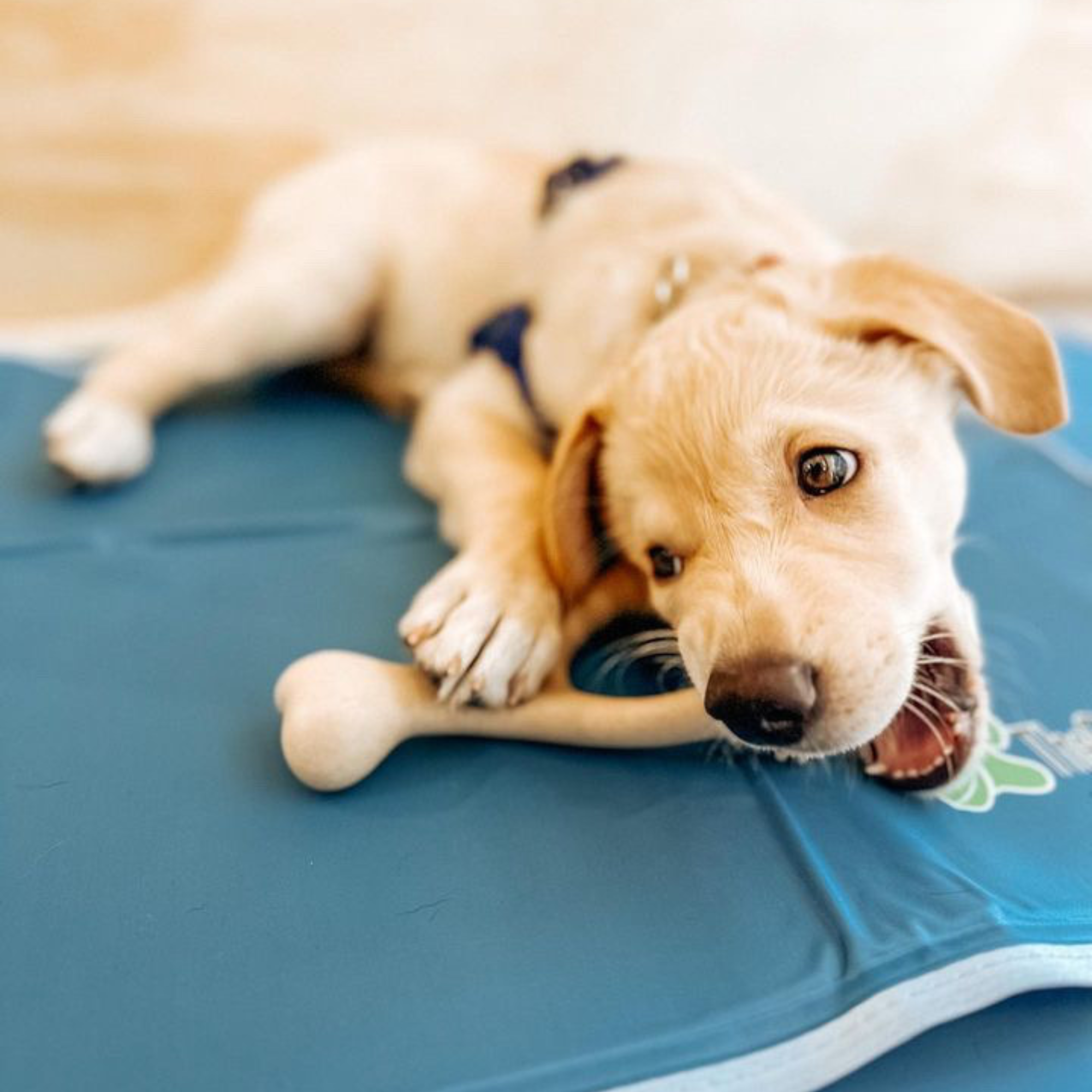 BetterBone SOFT Durability CHEW TOY: Natural Plant-Based Ingredients, Perfect for Teething Puppies, Senior Dogs & Gentle Chewers