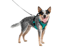 Petsafe Easysport Harness Teal Md