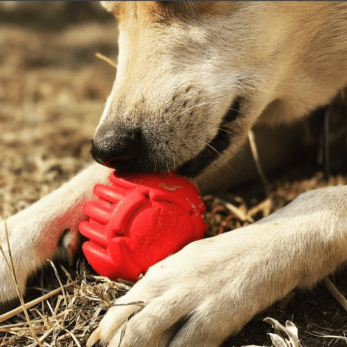 USA-K9 Stars and Stripes Rubber Dog Toy | K9 Handler Reward Toy | Red | USA Made